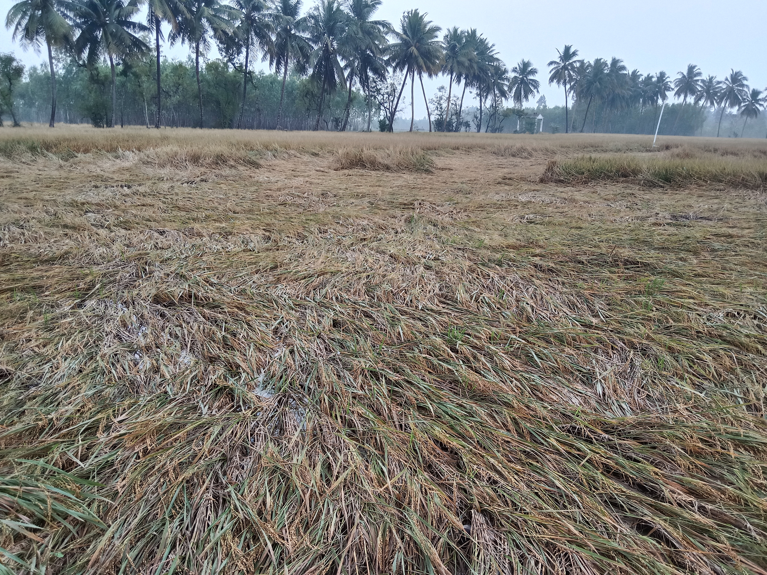 தண்ணீரில் மூழ்கிய நெற்பயிர்கள்