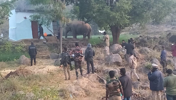 தருமபுரி அருகே விவசாயிகள் அச்சுறுத்தி வந்த காட்டு யானையை மயக்க ஊசி செலுத்தி பிடித்தனர்