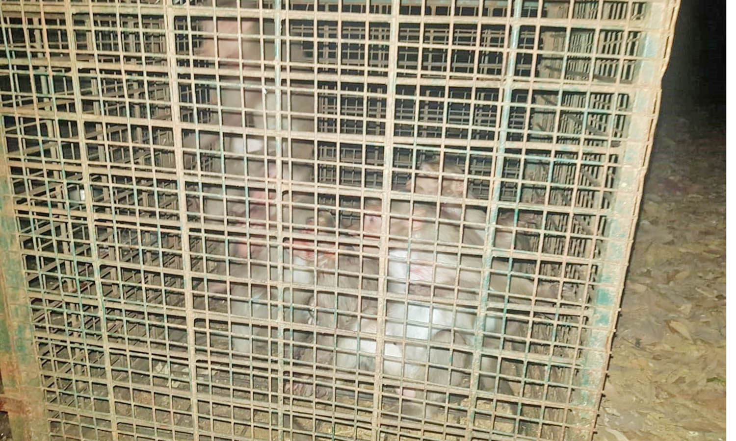 கோதநல்லூர் அருகே குடியிருப்புகளுக்குள் புகுந்த குரங்குகளை கூண்டு வைத்து பிடித்த வனத்துறையினர் பாதுகாப்பான வன பகுதியில் கொண்டு விடப்பட்டது