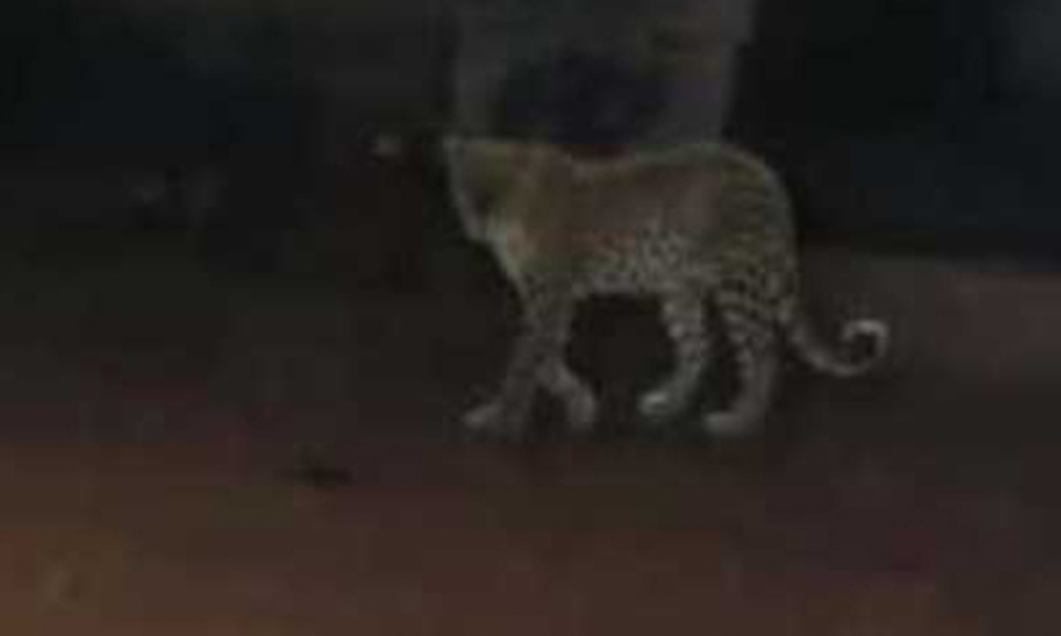 தனியார் கல்லூரி அருகே நடமாட்டம்- கண்காணிப்பு கேமராவில் பதிவான சிறுத்தை புலி