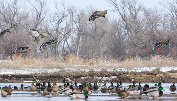 நெமிலிச்சேரி-தையூர் ஏரிகளில் ஆயிரக்கணக்கில் குவிந்த வெளிநாட்டு வாத்துக்கள்: பறவை ஆர்வலர்கள் வியப்பு