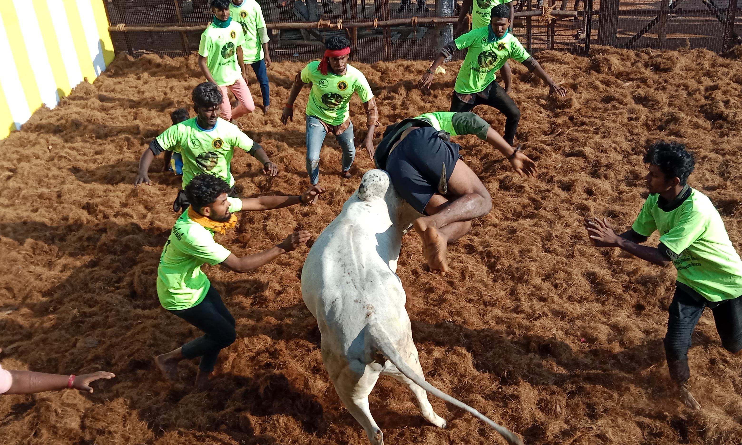 திண்டுக்கல் அருகே மறவபட்டி ஜல்லிக்கட்டில் வீரர்களை பந்தாடிய காளைகள்