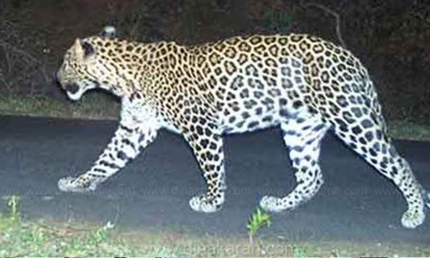 முத்தூர் அருகே சிறுத்தை நடமாட்டம் - பொதுமக்கள் பீதி