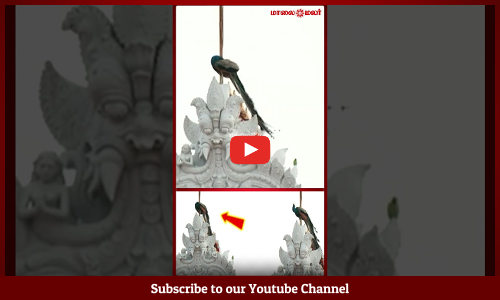 Thiruchendur | திருச்செந்தூரில் அதிசயம்! முருகன் கோயில் கோபுரத்தில் நடந்த பக்திப் பரவசம்