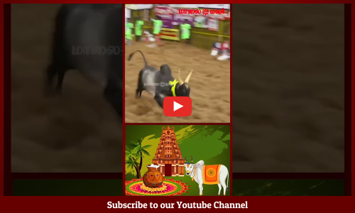 Maatu Pongal | தமிழர் பாரம்பரிய விளையாட்டு | ஜல்லிக்கட்டும் விவசாய குடிகளின் வீரமும்..!| Maalaimalar