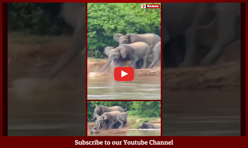 Elephant | குட்டியை இழுத்து சென்ற முதலை - பாசப்போராட்டம் நடத்திய தாய் யானை | Maalaimalar