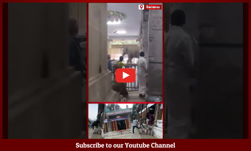 Elephant | கோயிலுக்குள் புகுந்த காட்டு யானை அலறியடித்து ஓடிய பக்தர்கள்  | Maalaimalar